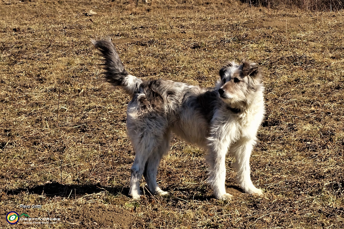 21 Cane pastore al Crosnello.JPG